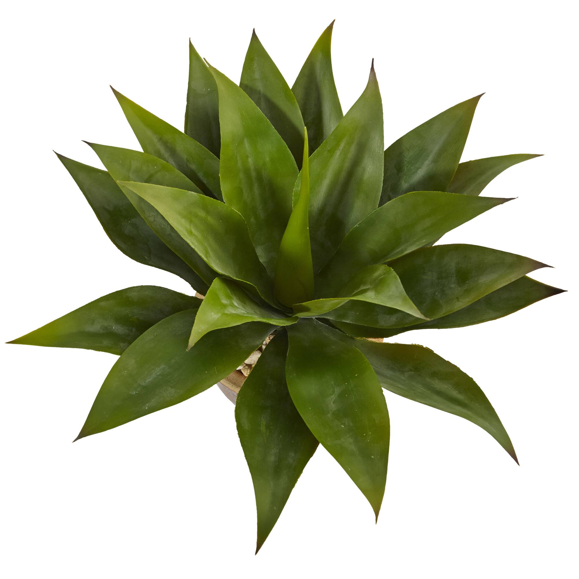 14" Agave Plant in Glazed Clay Pot